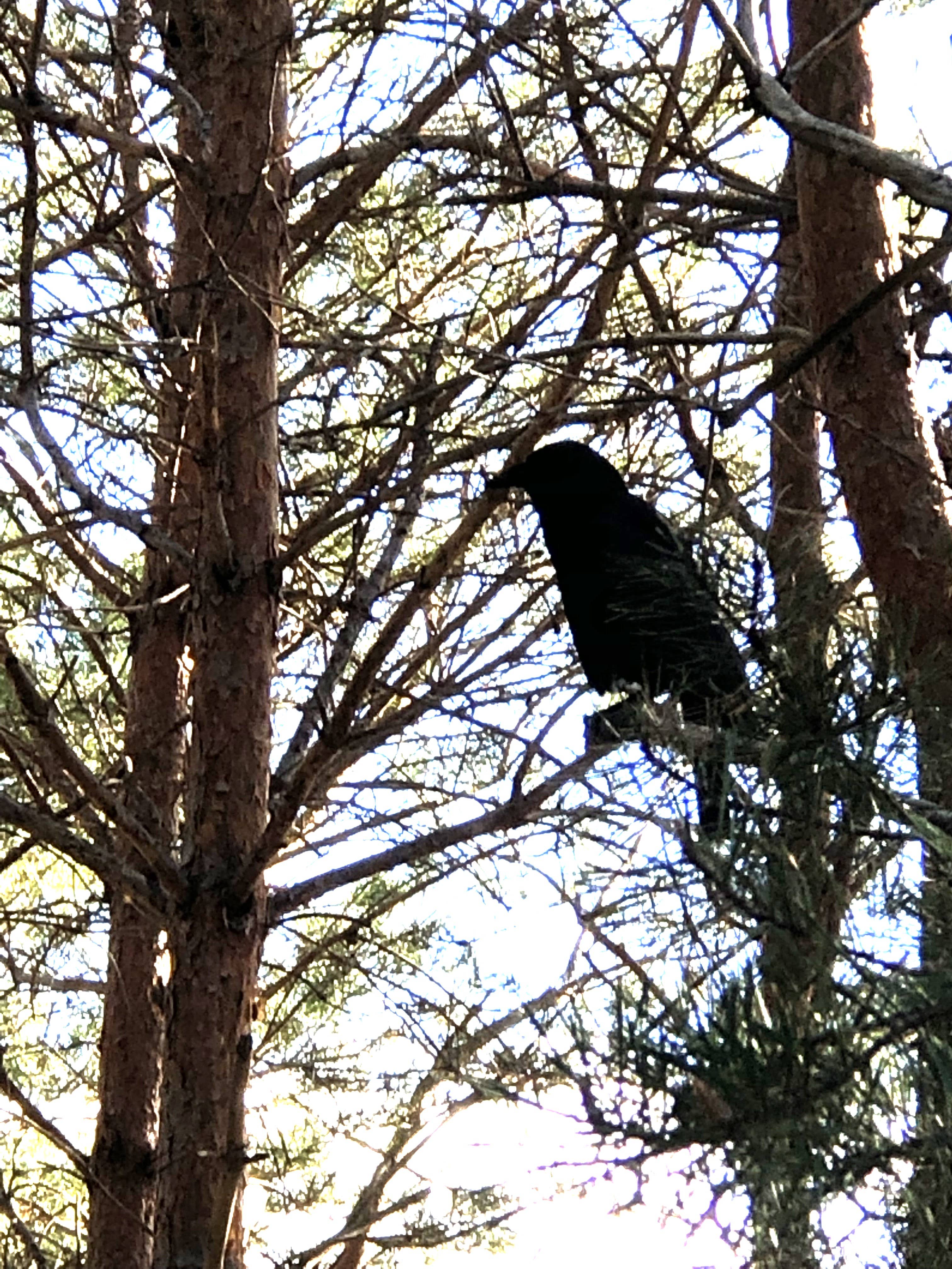 Maine Sea Witch - Wholesale Spiritual Stone/Crystal - Maine Sea Witch Oracle18