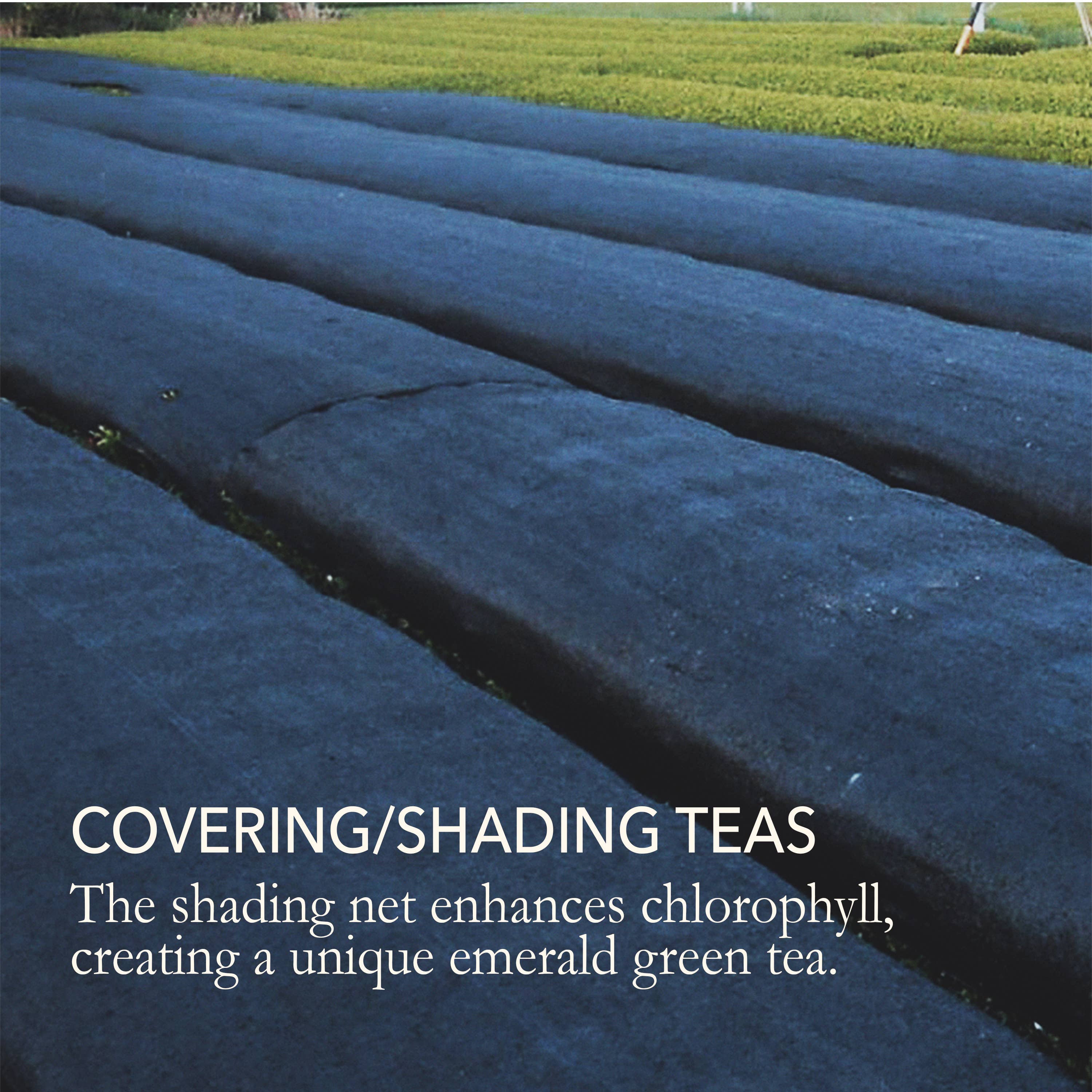 Japanese Green Tea Co. - Wholesale Health/Detox Tea - Premium Japanese Powdered Green Tea - Matcha (1.8 oz)4