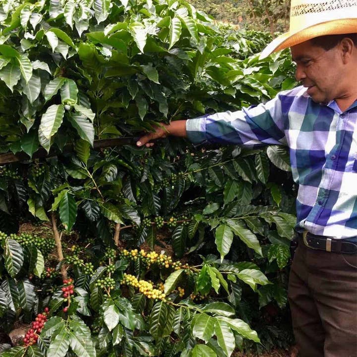 Great Circle Coffee - Wholesale Coffee Beans - Finca La Providencia - GUATEMALA - Medium Roast1