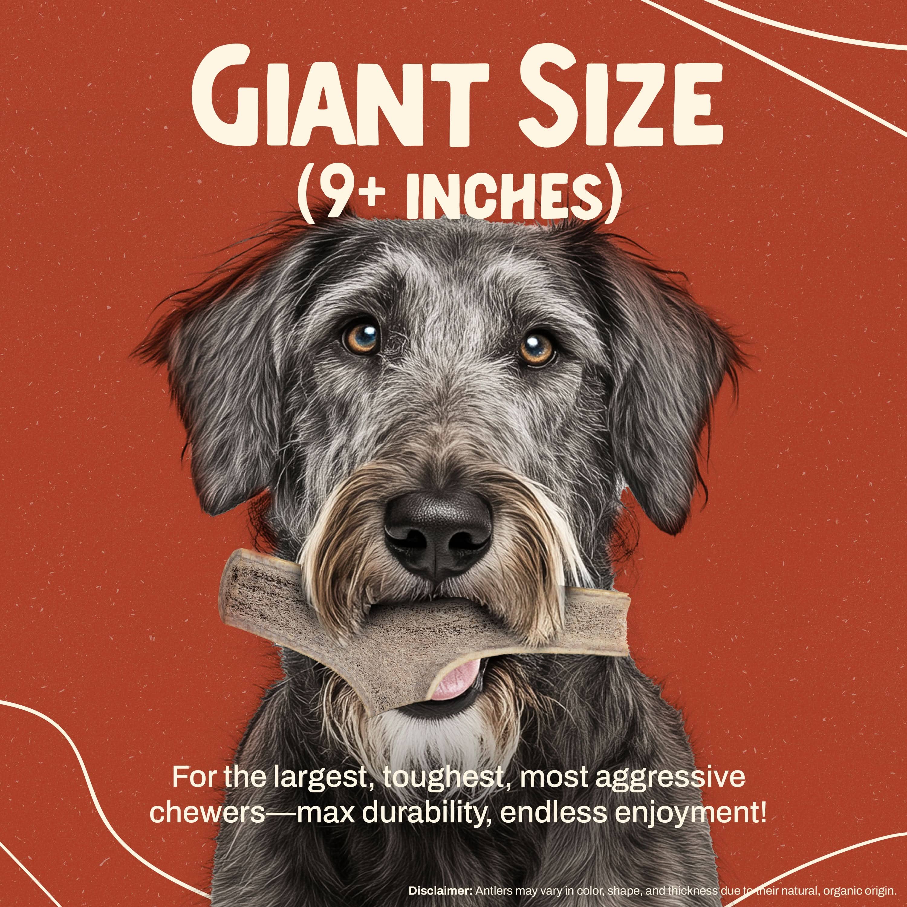 Heartland Antlers - Wholesale Pet Chew Toy - Dog - Split Elk Antler Chew - Giant (85+ lbs)2