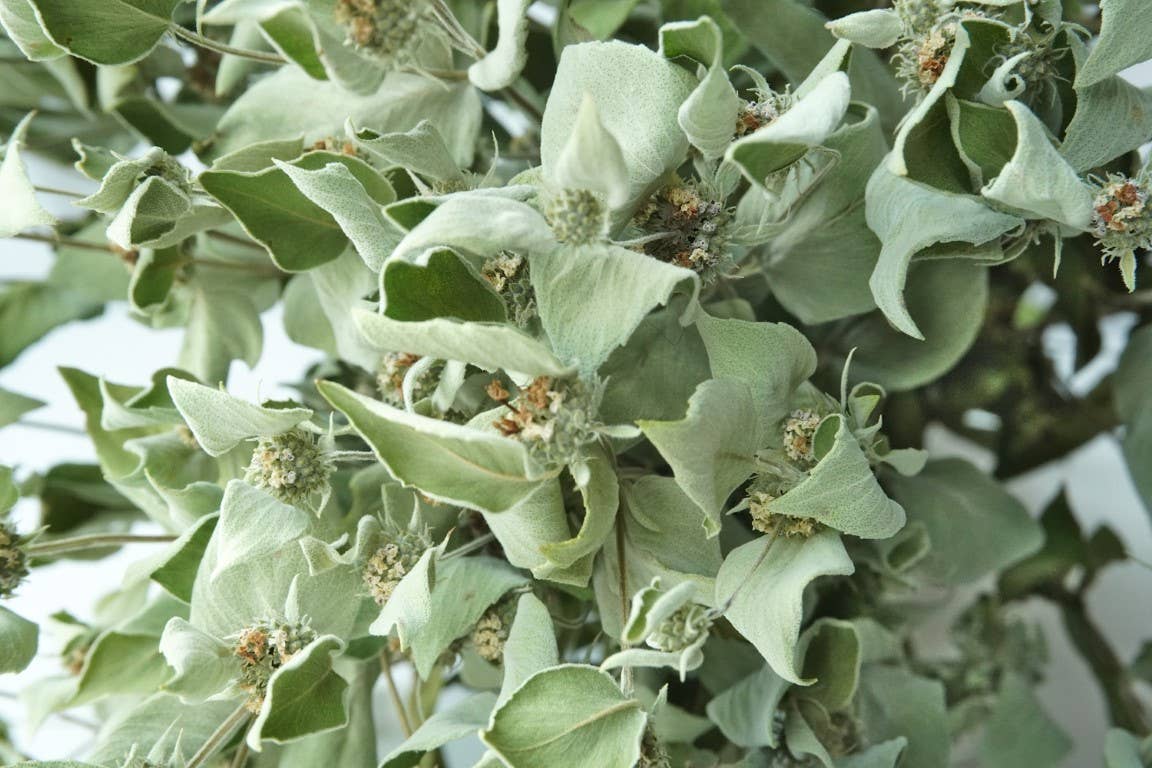 Fence Post Florals - Wholesale Dried/Pressed Flowers - Mint-Mountain, Dried Flowers, Wedding flowers2