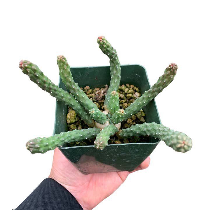 4" Euphorbia Medusa (Euphorbia inermis) – Live Houseplant for wholesale by Flow State