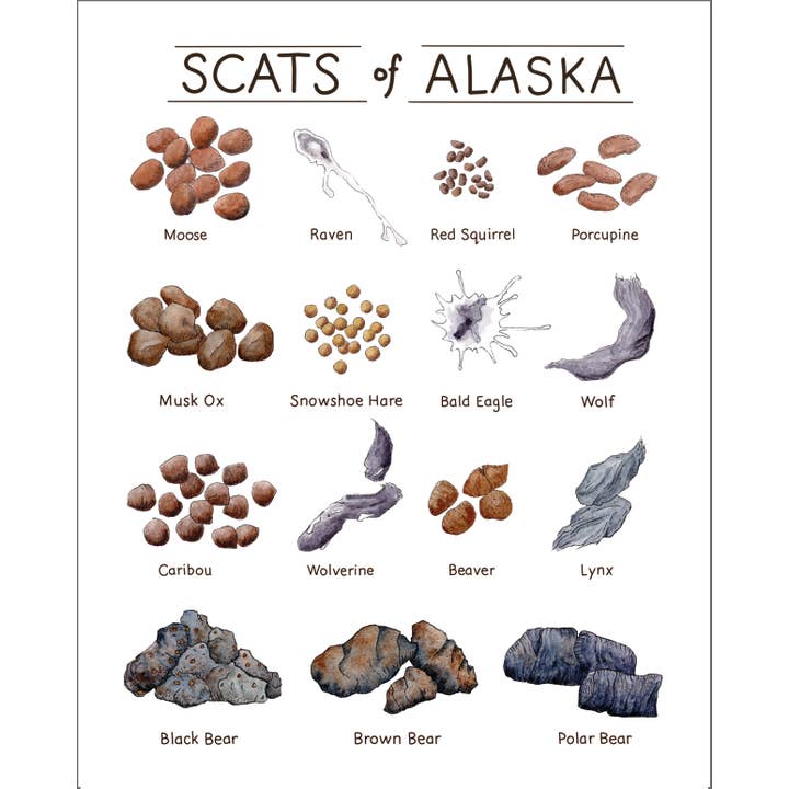 Tiny Nest Studio - Wholesale Art Print - Scat of Alaska Art Print