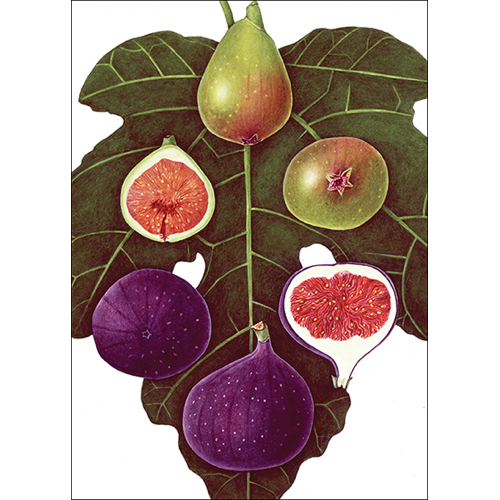Earth Sky + Water - Wholesale Everyday Greeting Card - Figs Everyday Greeting Card, by Charlotte Knox0
