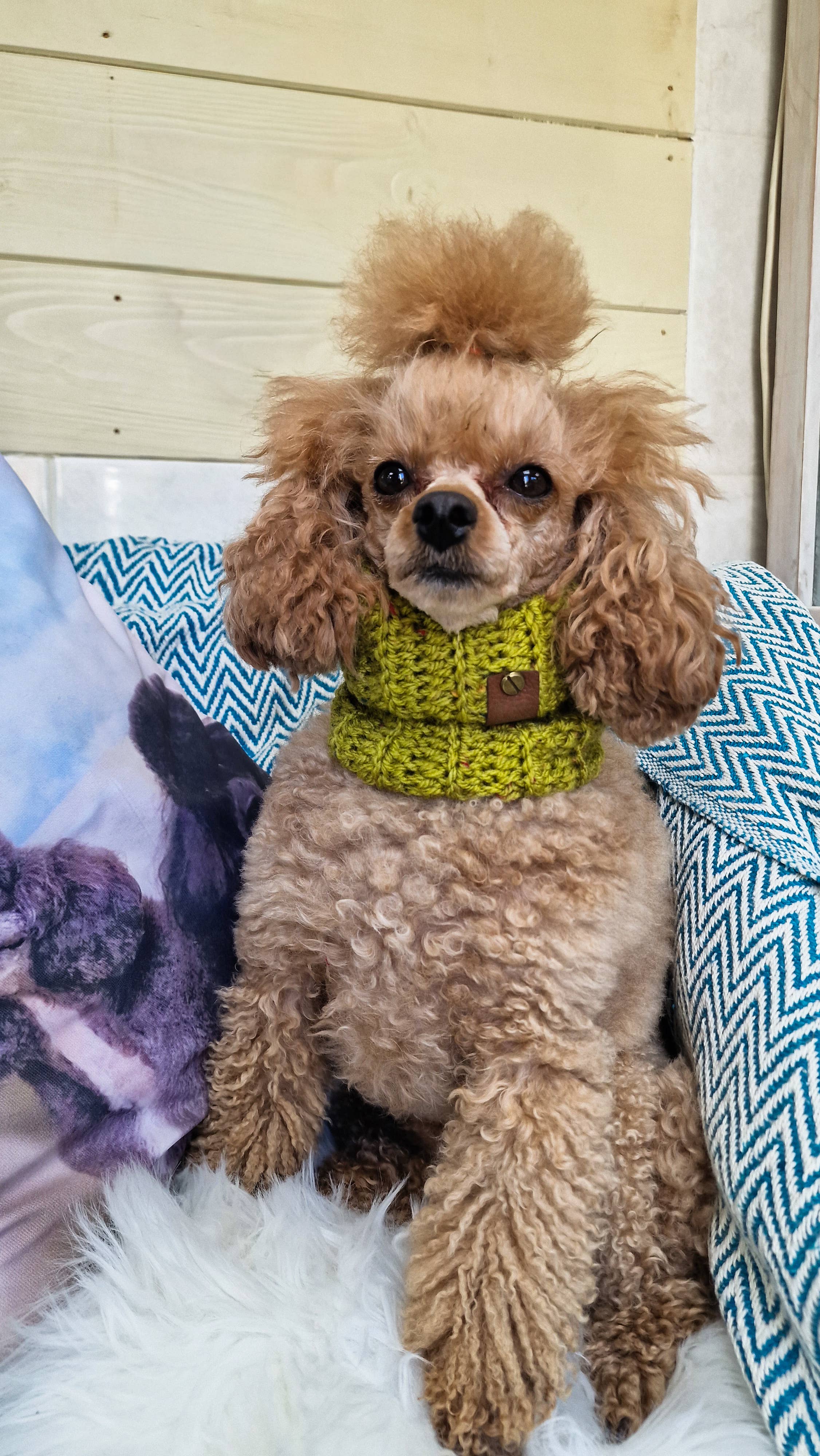 Pet Pooch Boutique - Wholesale Pet snood – Dog - Maple Cookie Roll Top Dog Knitted Snood- UK made/autumn2