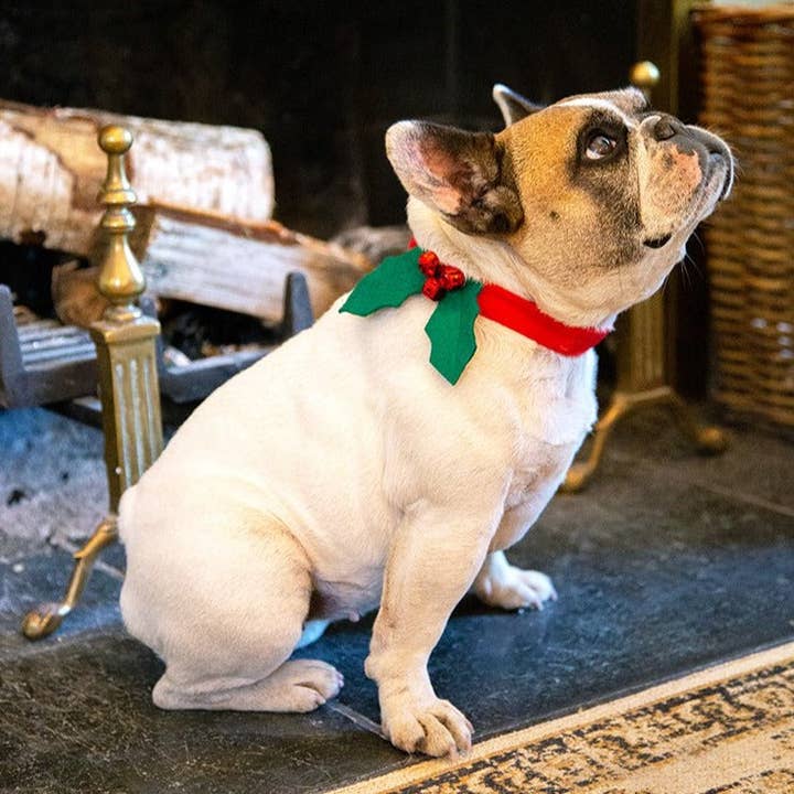 Talking Tables USA - Wholesale Pet Collar - Dog - Botanical Christmas Hound Holly Dress Up2