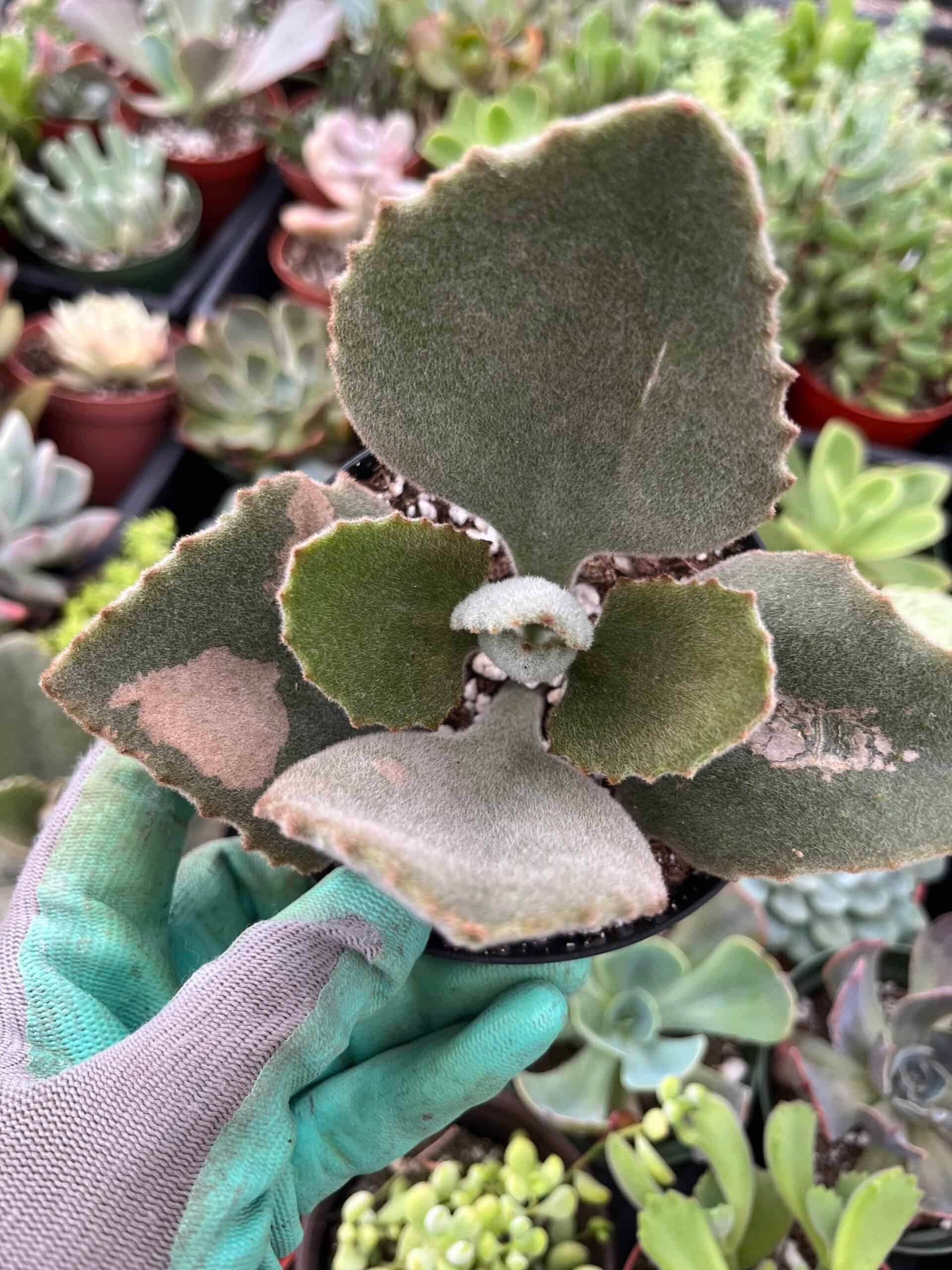 Best Plant Friend - Vente Succulentes - Kalanchoe beharensis 'Fang' - Pot de culture de 5 cm1