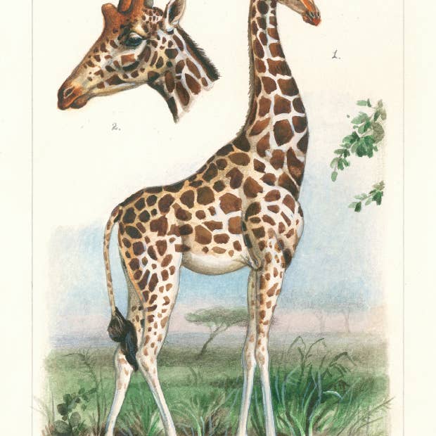 Bomo Art Budapest - Wholesale Everyday greeting card - Greeting Card + Envelope2