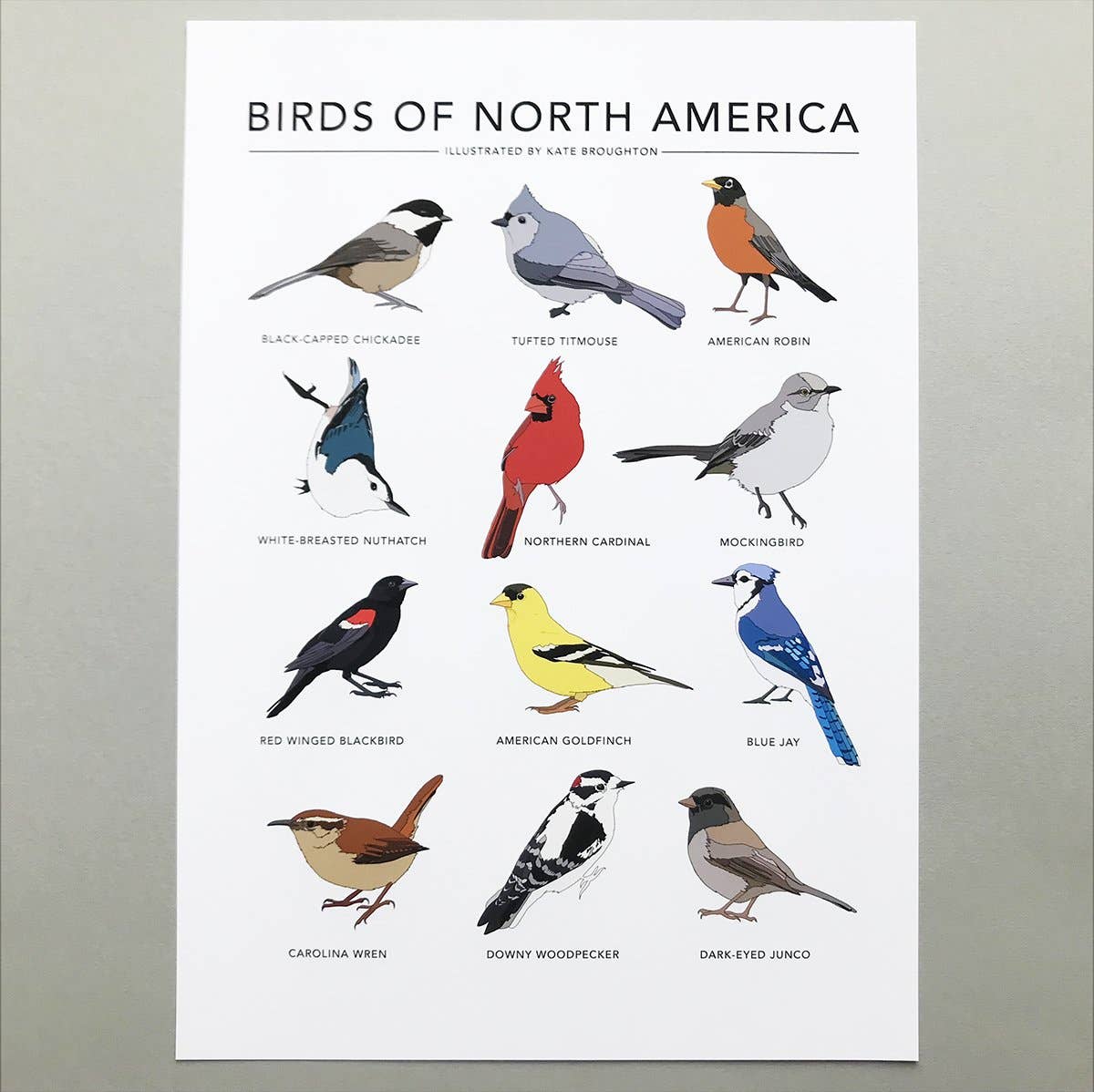 Kate Broughton – wholesale Art print – Birds of North America Print2