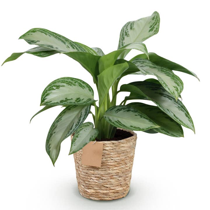Aglaonema Silver Bay – 70-75 cm – 17 cm med kurv – Nem at pleje sølvgrøn stueplante – Moderne sølvblad til stue, kontor & soveværelse for engroshandel hos Oasis of Life