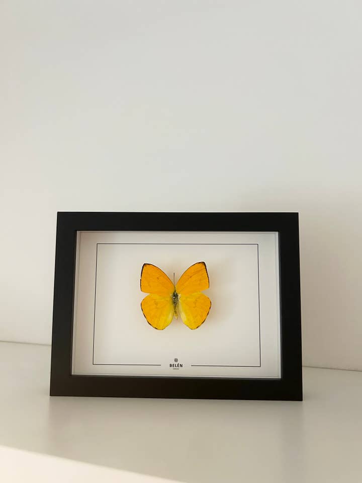 PUNO Phoebis Argante butterfly frame for wholesale by Belén Collection