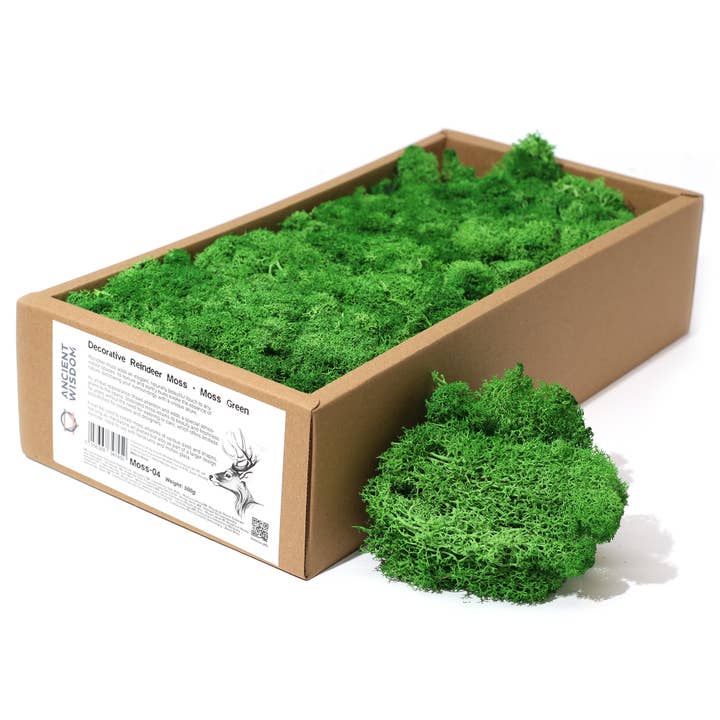 AW Artisan - Venta al por mayor Plantas naturales - Musgo de Reno para Decoracion - Verde - (aprox. 500 g)