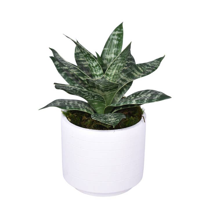 Pot blanc plat avec arrangement de Sansevieria AR1749 pour la vente par Replica Plants and Decor