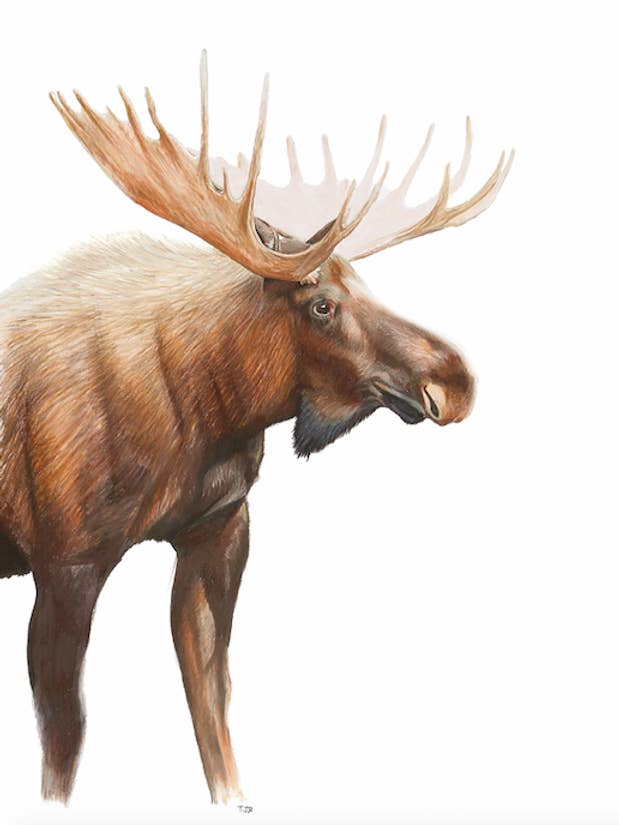 Bull Moose Colored Pencil Print for wholesale by 5th Season