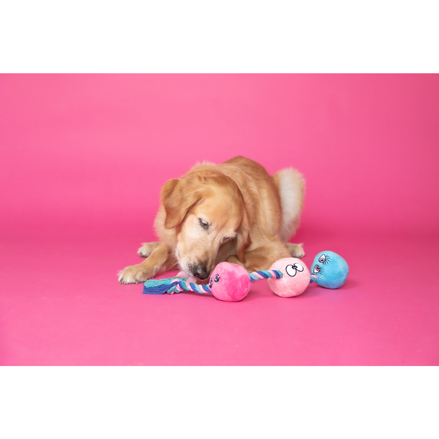 C1R B2B - Wholesale Pet plush toy – Dog - Scruffy - Tug Buttons 1