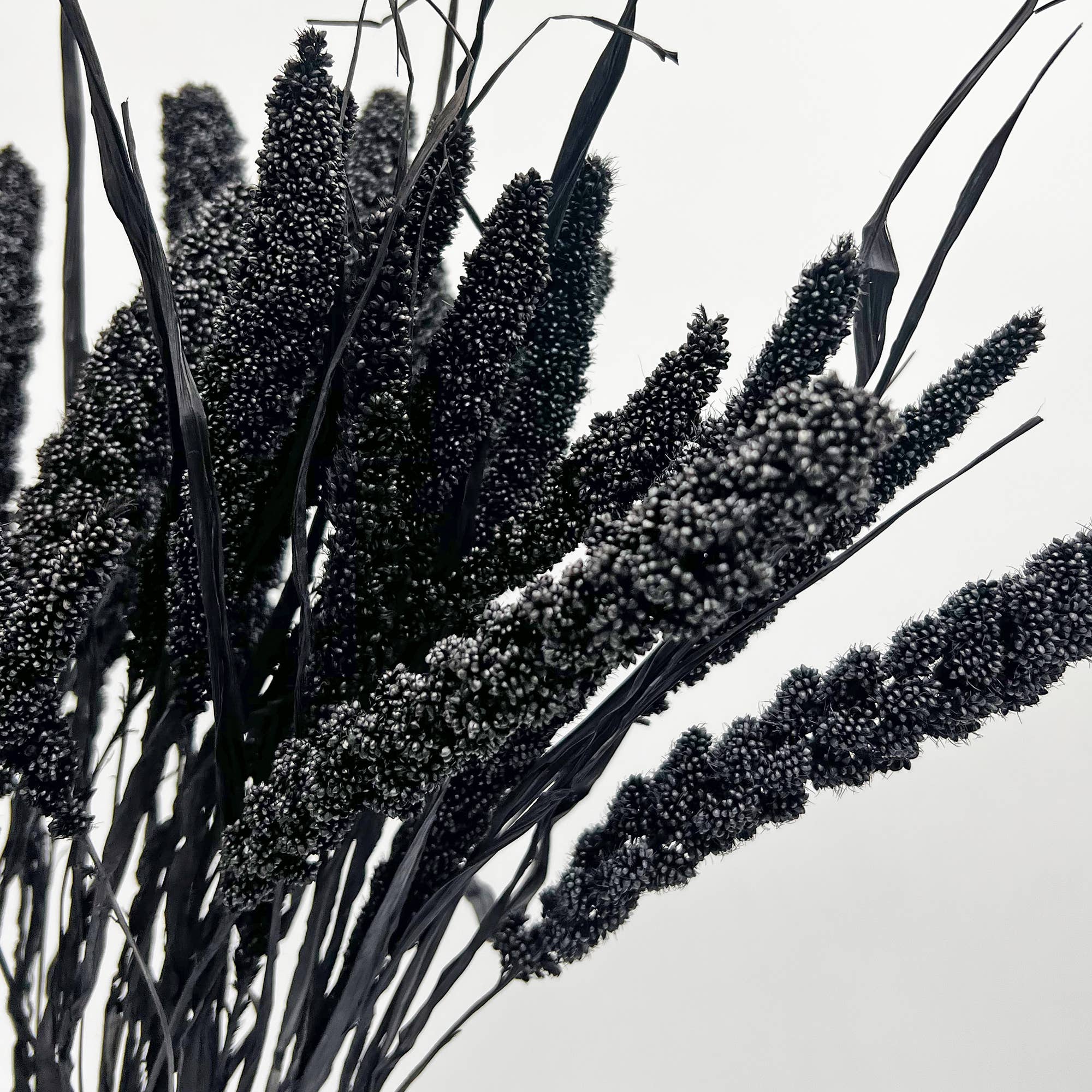 2626 Designs - Wholesale Dried/Pressed Flowers - Dried Preserved Millet Flower 21" Multiple Colors1