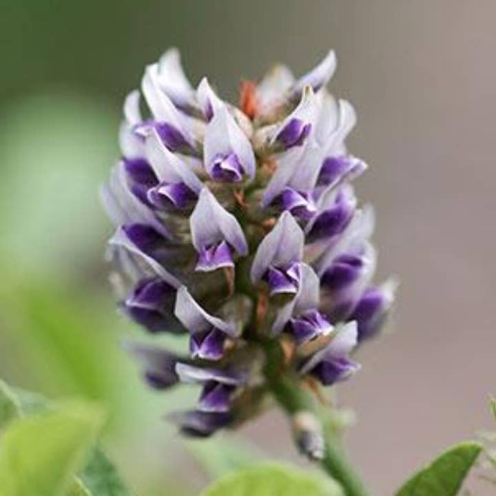 Teinture aux herbes de réglisse pour la vente par Daydream Organics | Prairie Doctor Brand