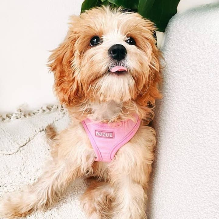 DOGUE Bold Dog Harness for wholesale by DOGUE