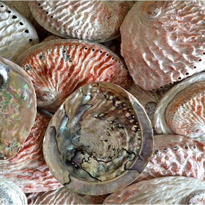Nature's Retreat – Prato de incenso por atacado – Abalone exótico polido