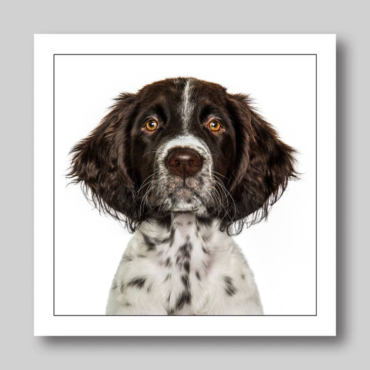 Pointer - Dog Greeting Card for wholesale by GRUFFPAWTRAITS
