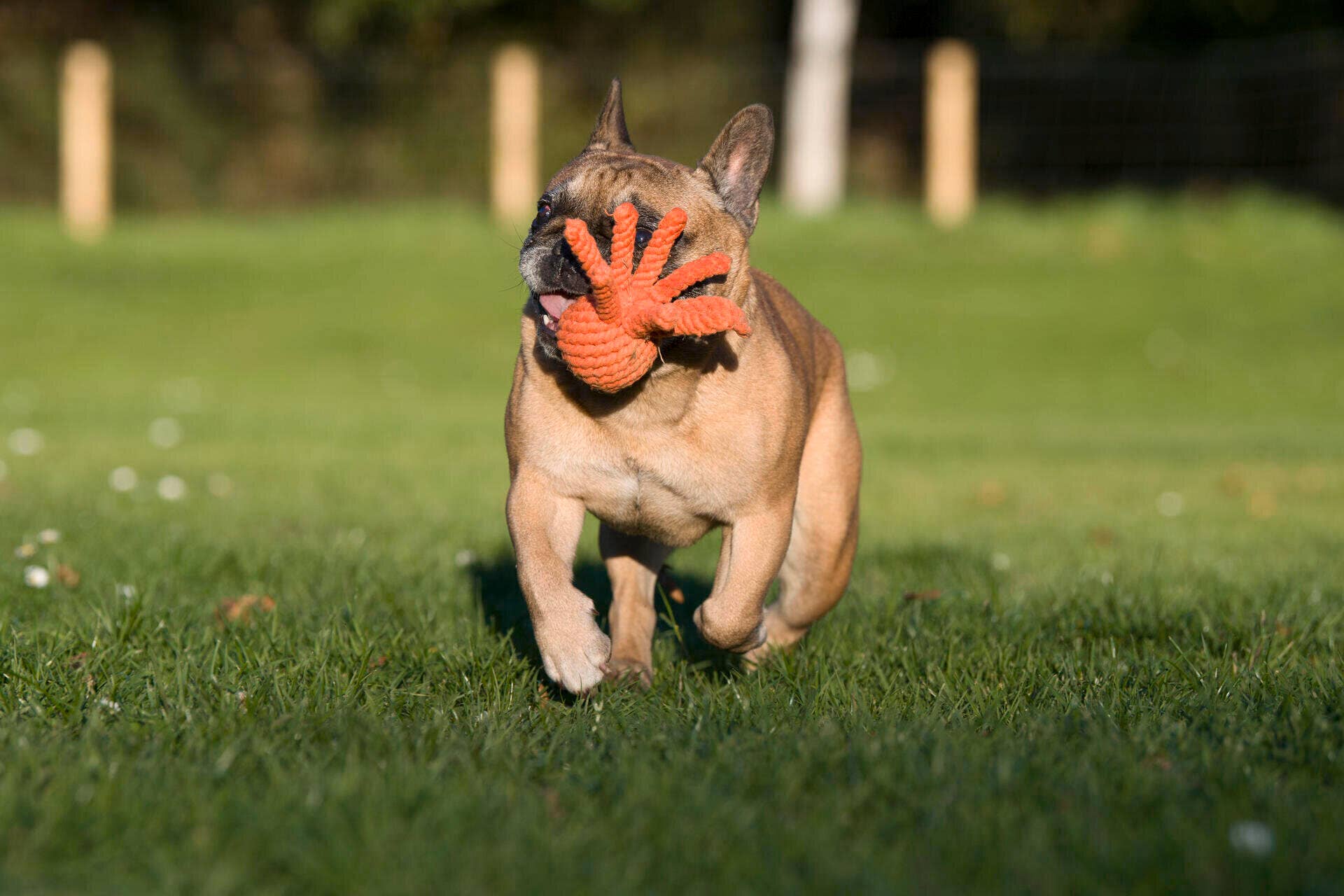 LABONI - Volentis GmbH – Corda - Cão por atacado – THADDÄUS TENTÁCULOS – Diversão com oito braços4