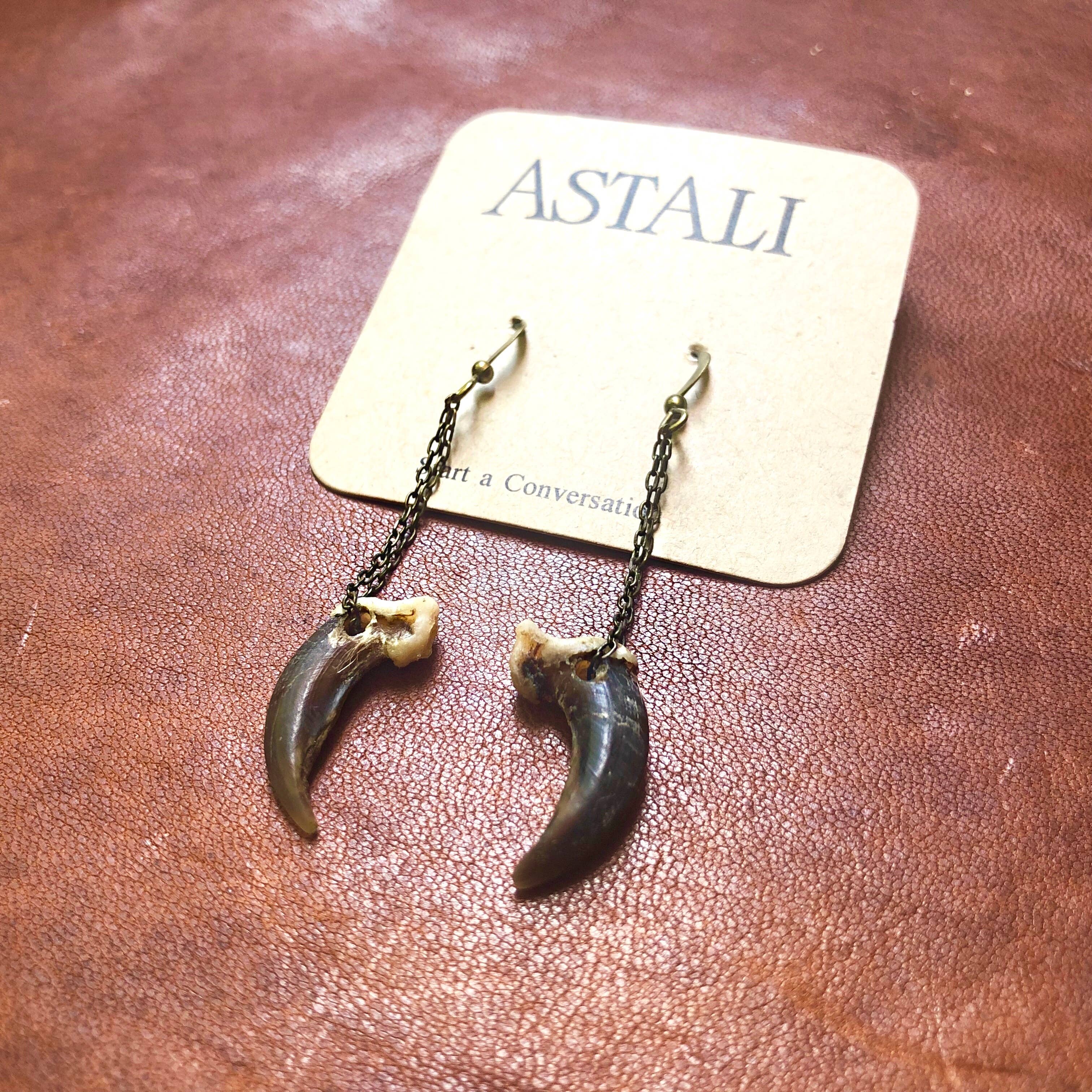 ASTALI - Wholesale Dangle Earrings - Coyote Claw Earrings, Real Claws, Dangle Earrings, Taxidermy5