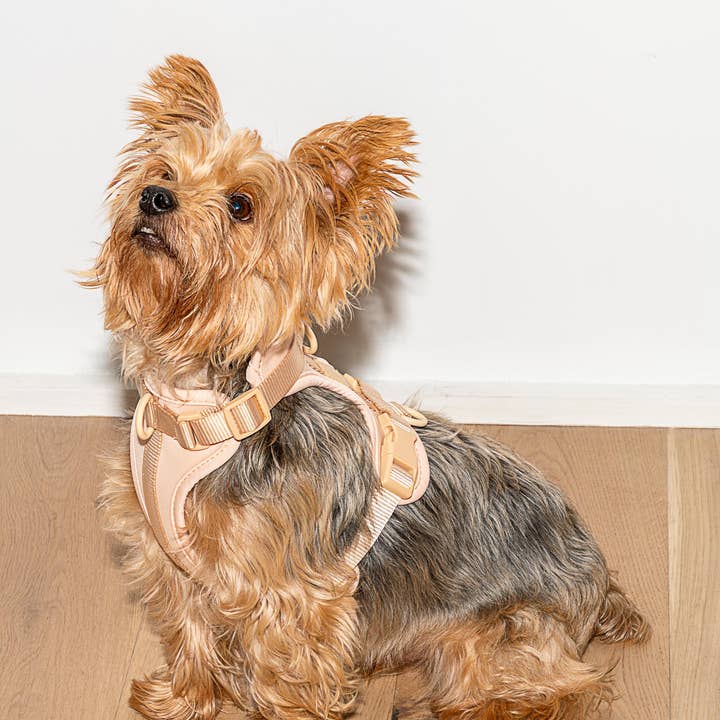 Wild One - Wholesale Pet Harness - Dog - Harness35