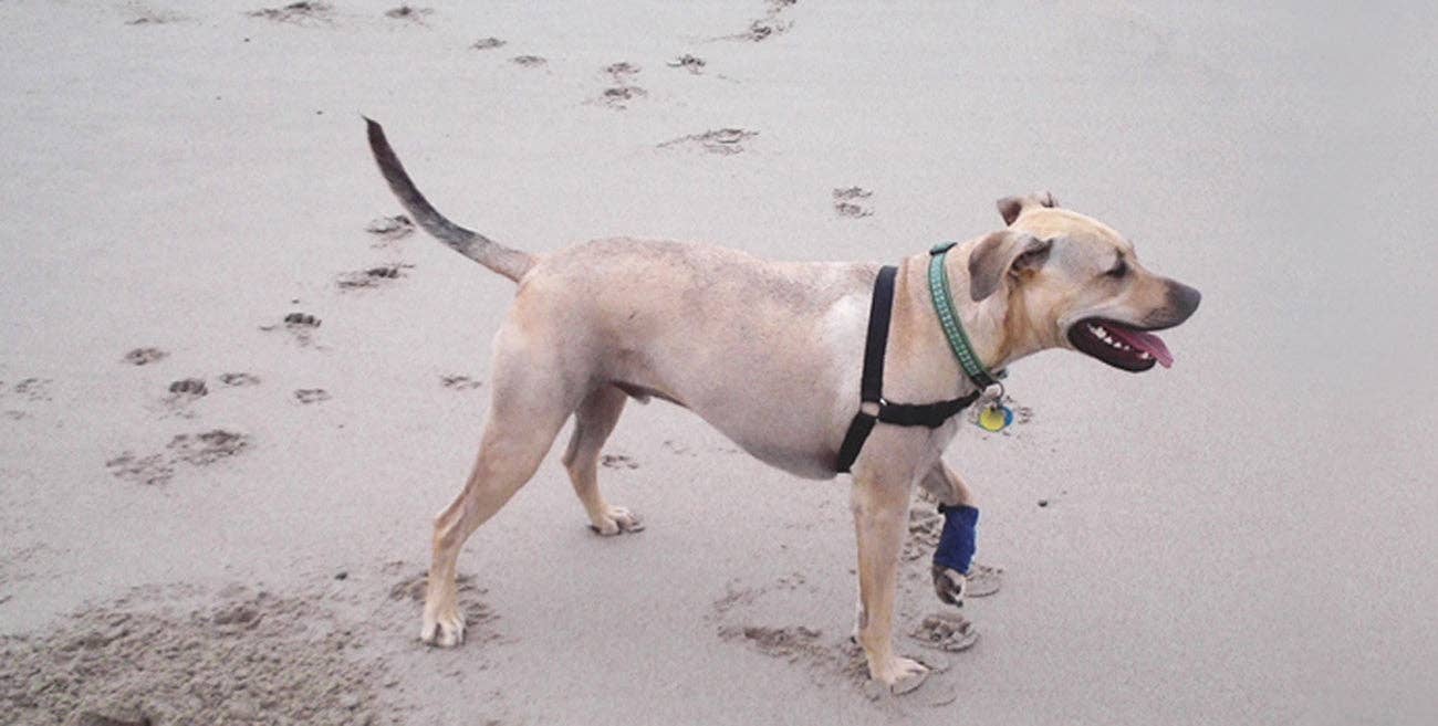 Healers PetCare - Vente Bandana – chien - Bandage élastique pour les jambes avec inserts en gaze6