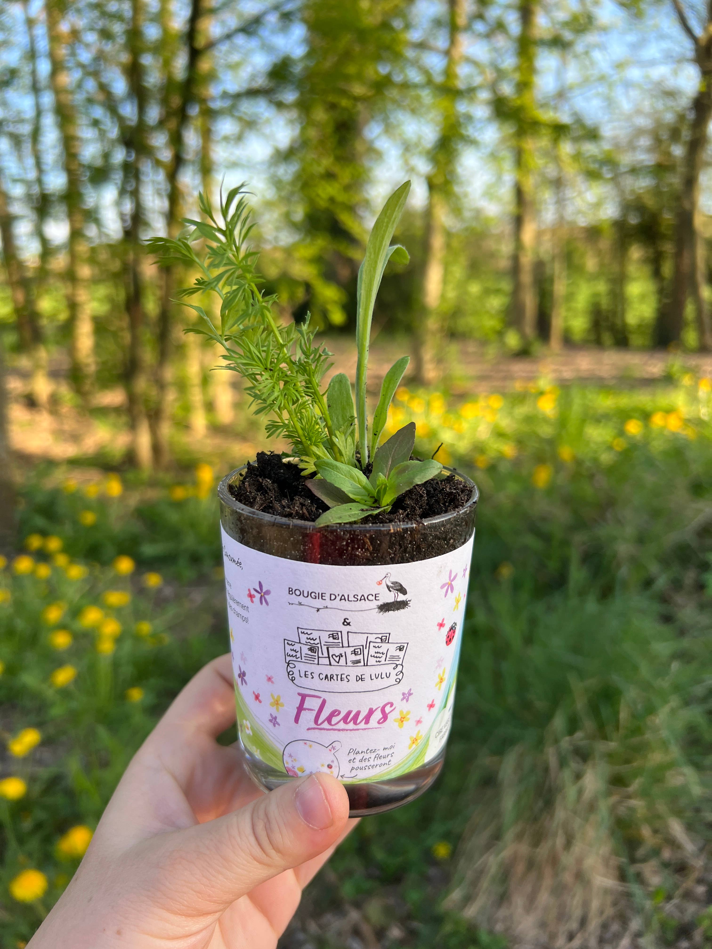 Les cartes de Lulu - Wholesale Novelty Candle - Candles to plant the cards of Lulu x Bougie d'Alsace9