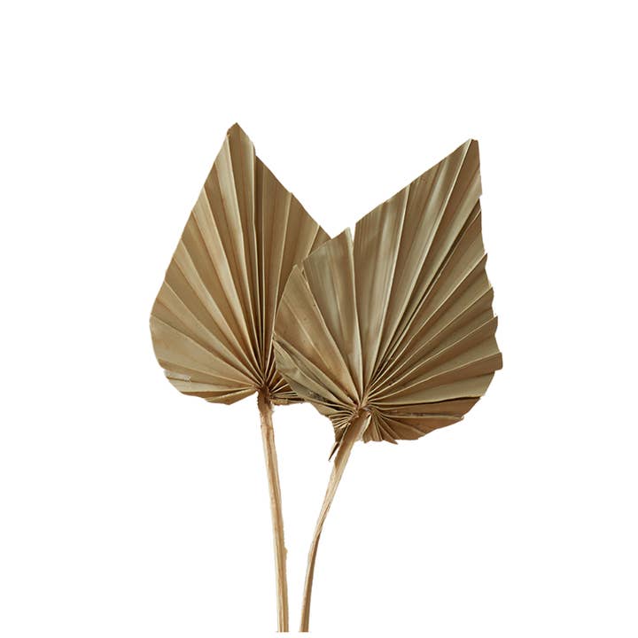 Plantita & Co. – wholesale Dried/pressed flowers – Natural Spear Palms Dried/Pressed Flowers