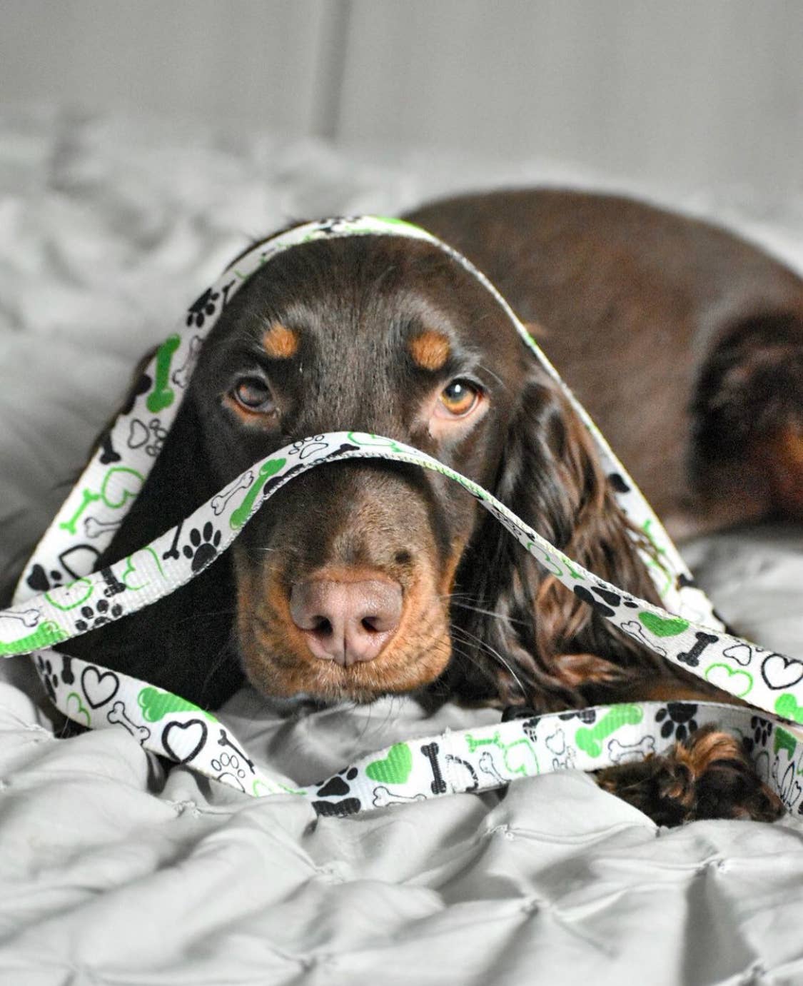 The Muttley Club - Wholesale Pet Leash - Dog - Give A Dog A Bone Lead3