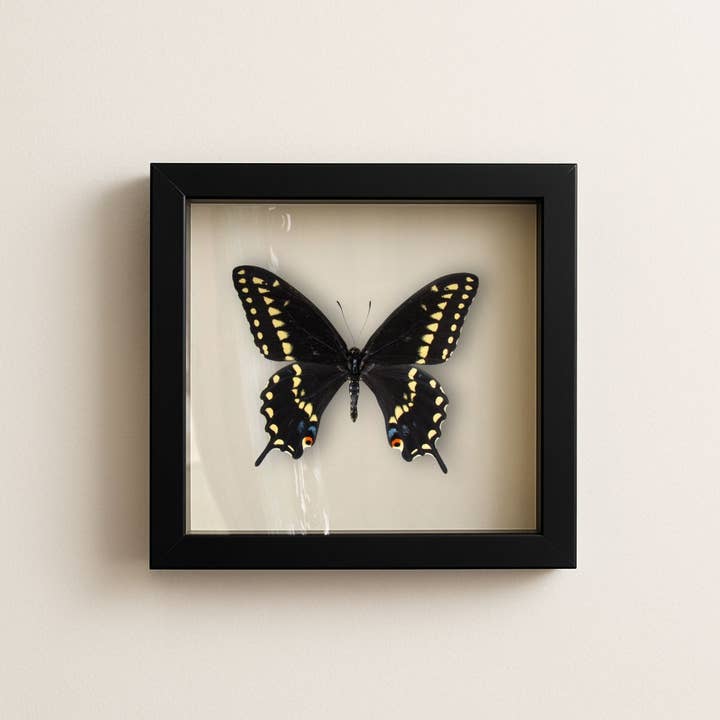 Véritable papillon machaon noir (mâle) – Boîte à ombre 6x6 pour la vente par Instar Innovations