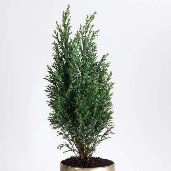 Thorsen's Greenhouse - Wholesale Live Plant - Cypress Tree - 4" Live Plant