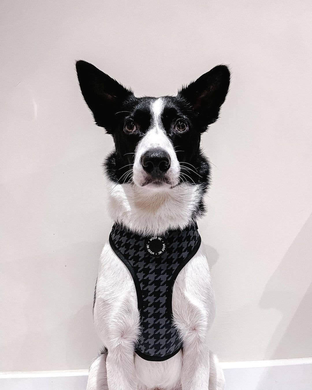 WOOF INC – Großhandel Haustiergeschirr – Hund – Verstellbares Hundegeschirr mit schwarzem Hahnentrittmuster3