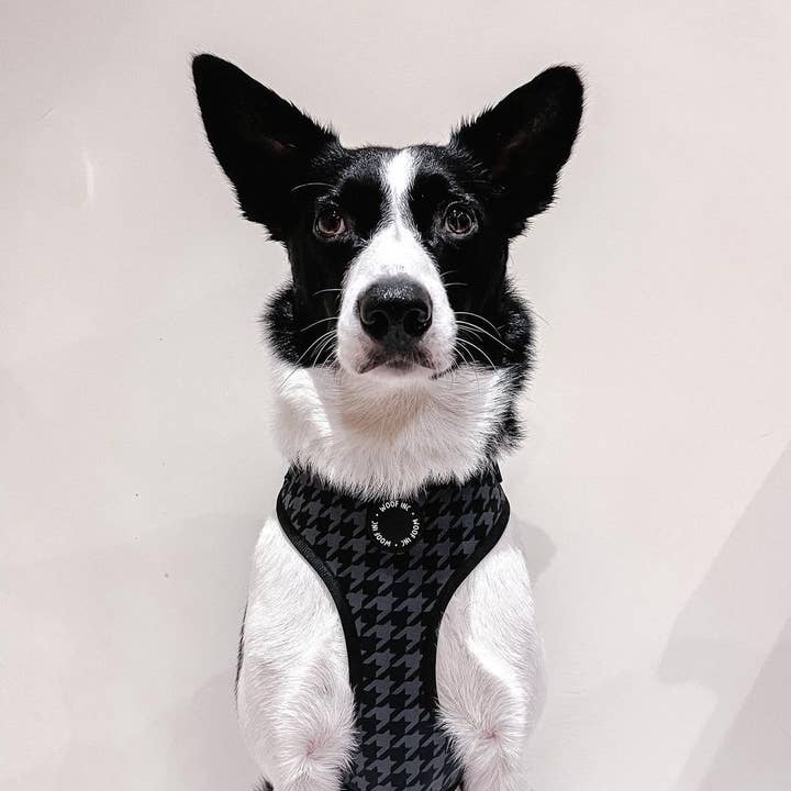 WOOF INC – Großhandel Haustiergeschirr – Hund – Verstellbares Hundegeschirr mit schwarzem Hahnentrittmuster3