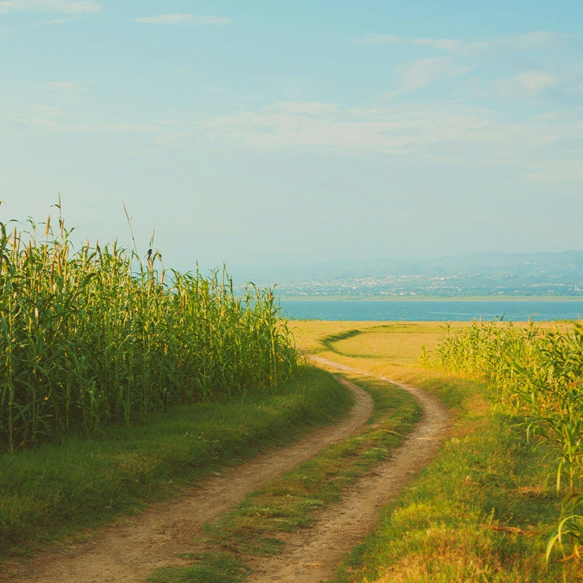 Three More Days Collection - Wholesale Essential oil - Euphoria Essential Oil Blend1