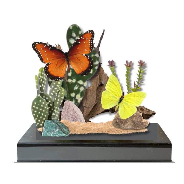 Instar Innovations - Wholesale Decorative Tabletop Object - Real Desert Butterfly Diorama USA - 6x8x6 in #1 Monarch