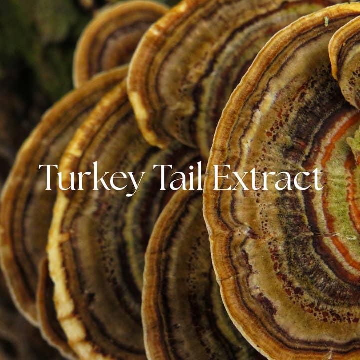 Organic Turkey Tail Extract Powder | Immune-Boosting Mushroom Superfood 1 oz for wholesale by Practicality Skin & Body care