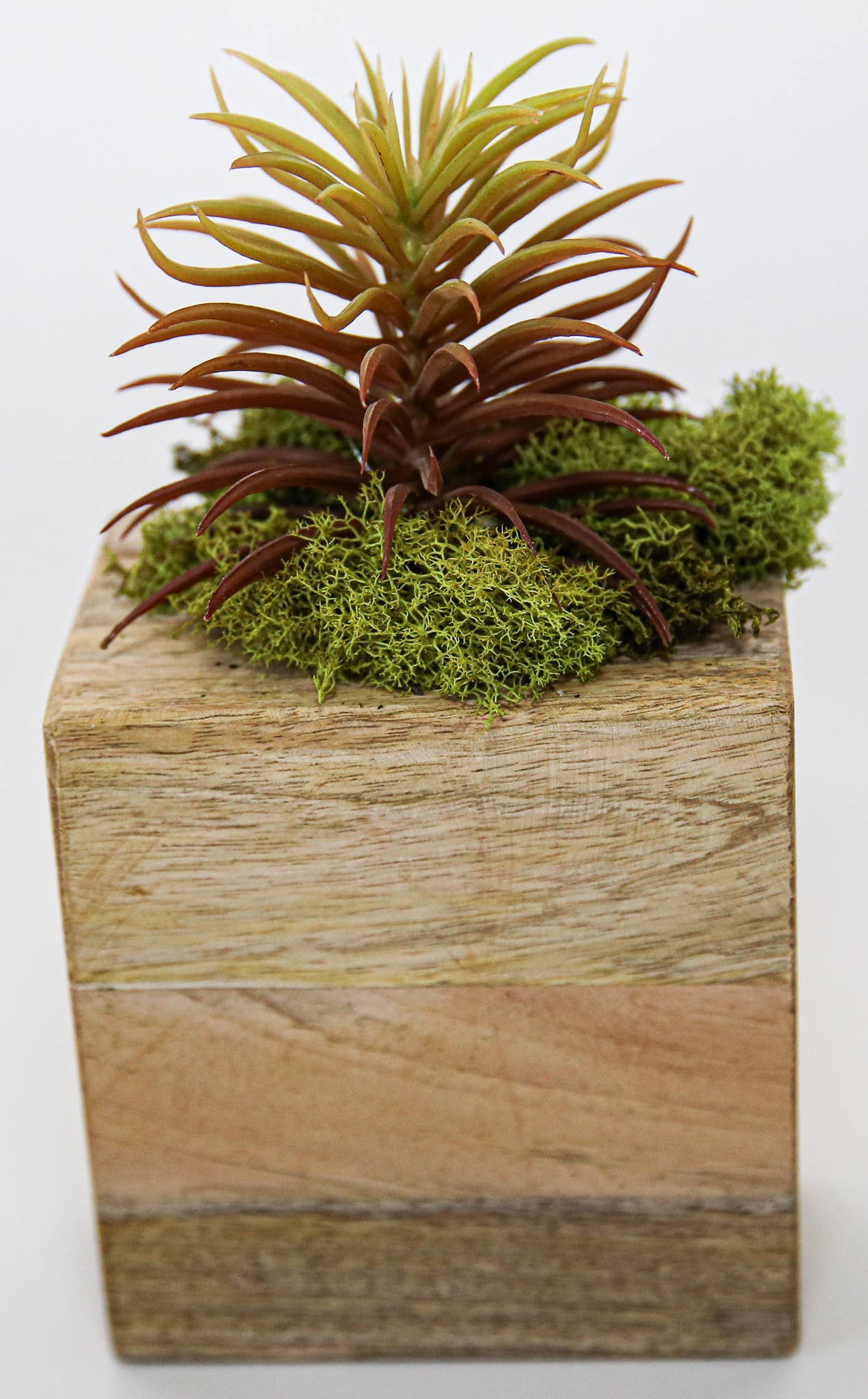 Forever Green Art - Wholesale Succulent - Succulent Sugar Mold Set of 96