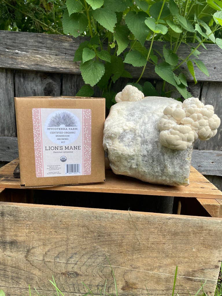 Mycoterra Farm - Wholesale DIY Food Kit - Organic Lion's Mane Mushroom Grow Kit1