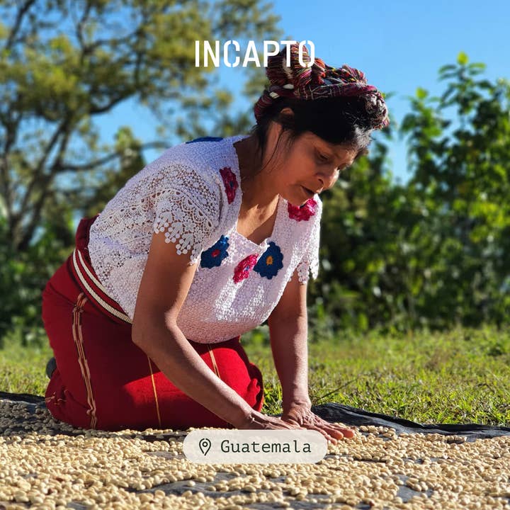 INCAPTO COFFEE - Vendita all'ingrosso Caffè in grani - Caffè specialty da chicchi di origine Guatemala 100% Arabica5