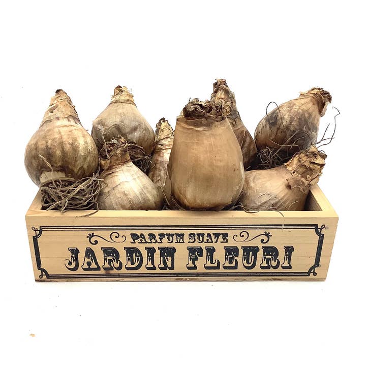 All Little Cute Things - Wholesale Plant Seeds - Dutch Daffodil Bulb for Planting, Tea Garden Party Favors