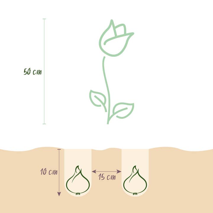 Oasis of Life – wholesale Live plant – Tulip Bulbs Triumph Mix – Various Colors – 15 Pieces – Bulb Size 11/12 – Colorful Triumph Tulips for Garden, Balcony & Terrace – Spring Bloomer3