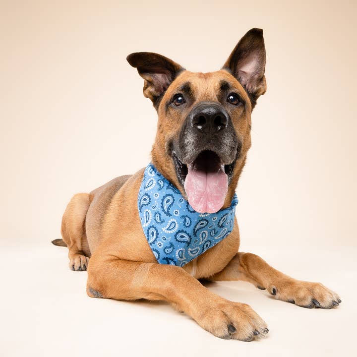 The Paws - Wholesale Pet Bandana - Dog - West Dog Bandana2