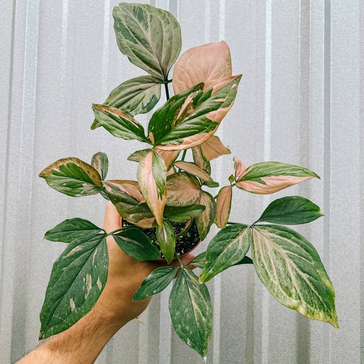 BWH Plant Co - Wholesale Live Plant - 4" Syngonium 'Pink Splash'1