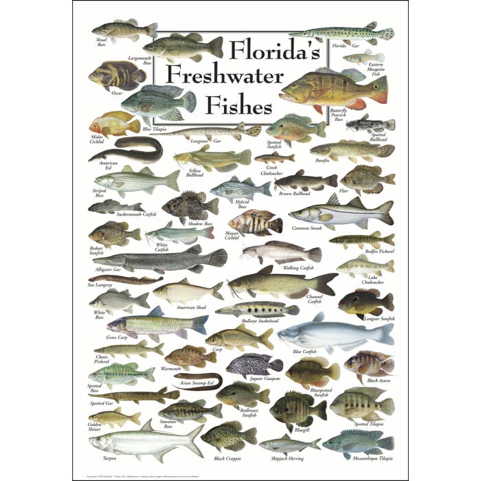 Affiche sur les poissons d'eau douce de Floride pour la vente par Earth Sky + Water