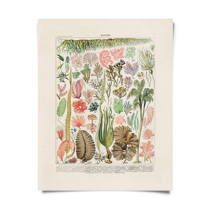 Liquidation d'impression botanique vintage d'algues marines pour la vente par Curious Prints