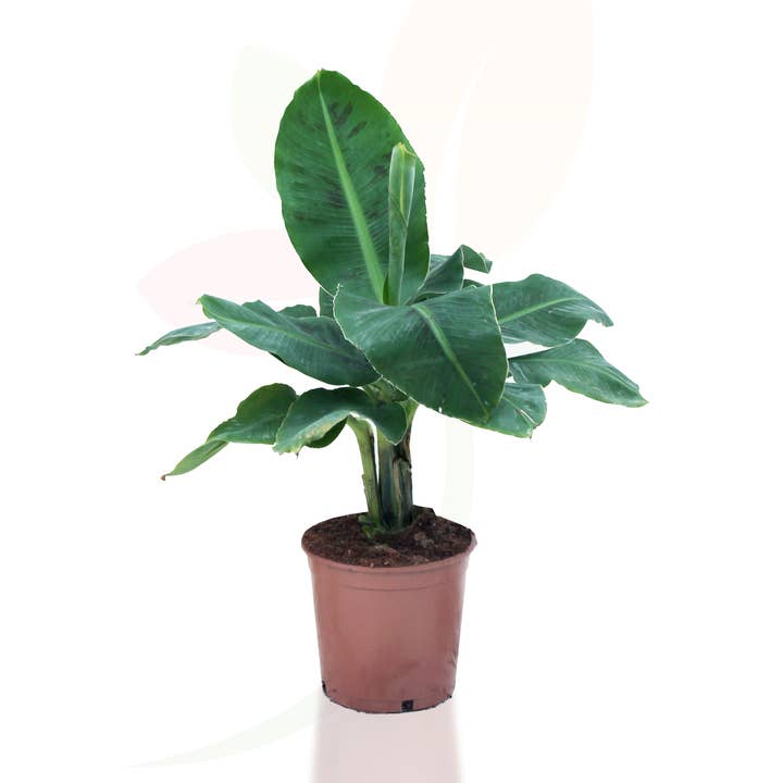 Musa 'Dwarf Cavendish' Color Pot for wholesale by VIVERCID