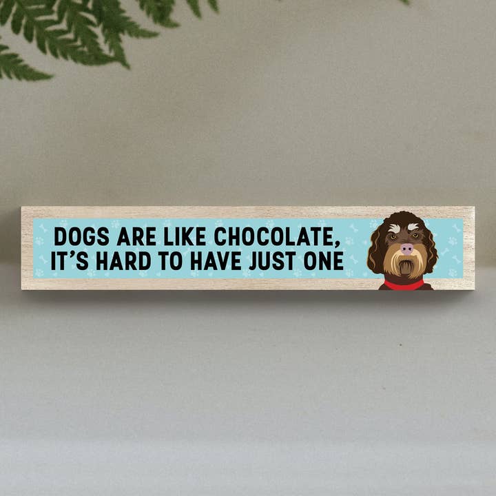 P6260 - Labradoodle like chocolate Es ist schwer, eine Katie Pe zu haben für den Großhandel von Vivid Squid Wholesale