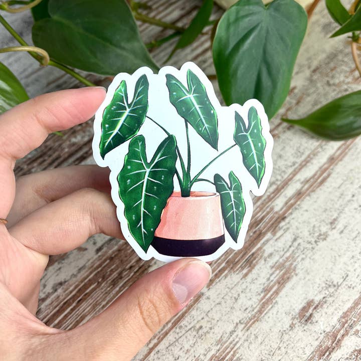 plantyintroverts - Wholesale Magnet - magnet - Alocasia Frydek1